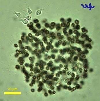 Microcystis flos-aquae的圖片