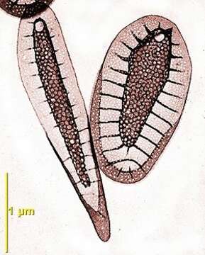 Image de Synura petersenii