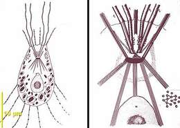 Image of Tetradimorpha Hsiung 1927