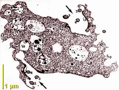 Image of Trepomonas agilis