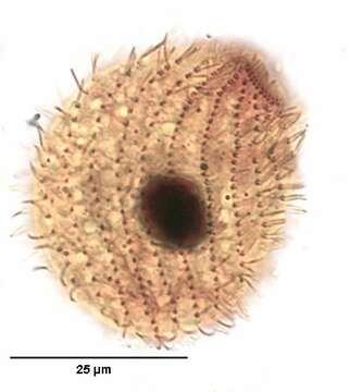 Image of Platyophrya vorax