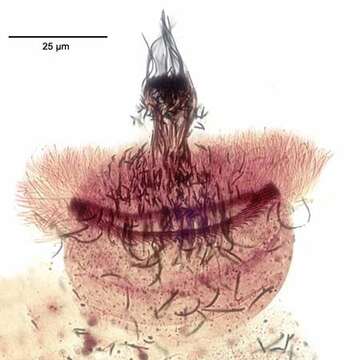 Image of Litostomatea