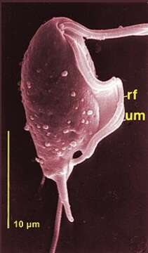 Image of Trichomitus batrachorum