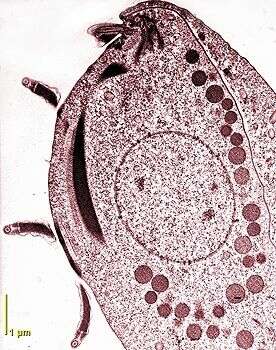 Imagem de Tritrichomonas muris