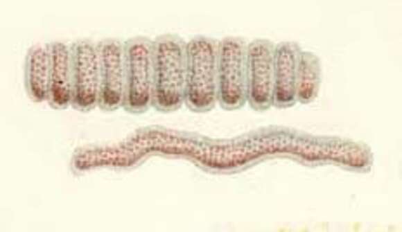 Image of Collozoum inerme