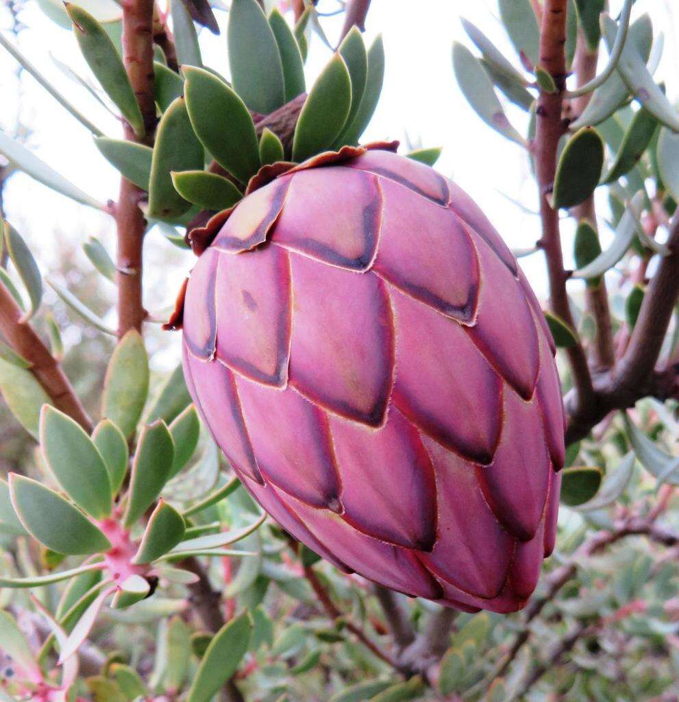 Image of Protea sulphurea Phillips