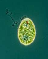 Image de Euglena Ehrenberg 1830