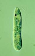 Image of Euglena gracilis