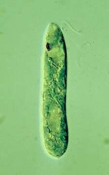 Image de Euglena gracilis