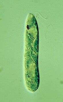 Image of Euglena gracilis