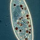 Image of Paramecium jenningsi