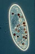 Image of Paramecium jenningsi