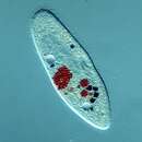 Image of Paramecium jenningsi