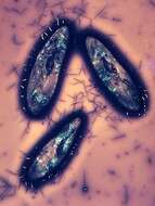 Image of <i>Paramecium aurelia-komplex</i>