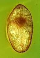 صورة Paramecium putrinum