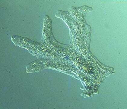 Image of Amoeba proteus