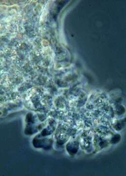 Image of Amoeba proteus