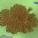 Image of Botryococcus braunii
