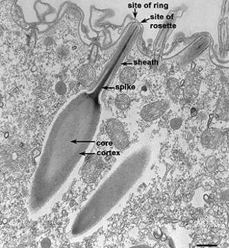 Image of Paramecium multimicronucleatum