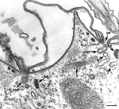 Image of Paramecium multimicronucleatum