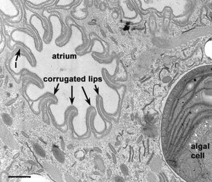 Image of Coleps hirtus