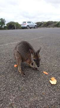 Imagem de Macropus eugenii (Desmarest 1817)