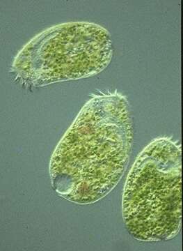 Image de Climacostomum virens