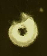 Image of Folliculina Lamarck 1816