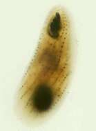 Image of Tetrahymena pyriformis