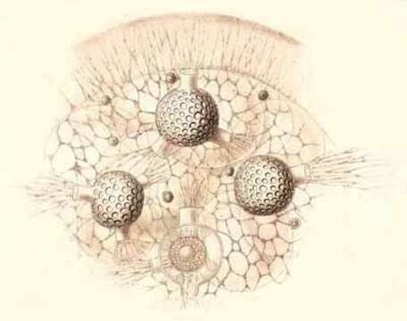 Image de Siphonosphaera socialis Haeckel 1887