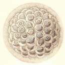 Image of Siphonosphaera socialis Haeckel 1887