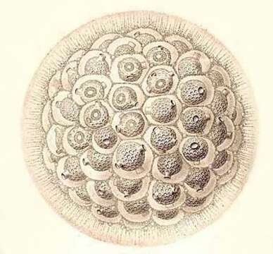 Image of Siphonosphaera socialis Haeckel 1887