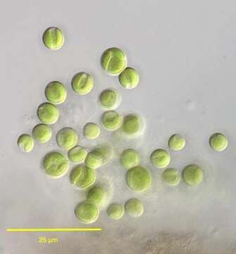 Image of Chlorella