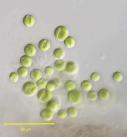 Image of Chlorella M. Beijerinck 1890