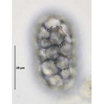 Gammaproteobacteria resmi