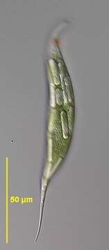 Image of Lepocinclis acus