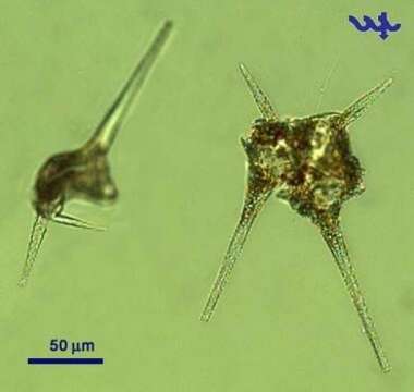 Ceratium hirundinella的圖片