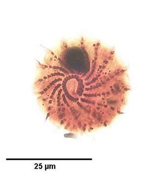 Sivun Sagittaria hyalina Foissner, Czapik & Wiackowski 1981 kuva