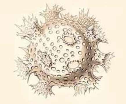 Image of <i>Coronosphaera diadema</i>