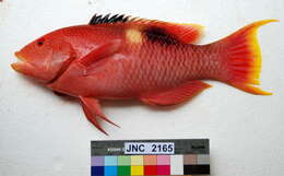 Image of Golden-spot hogfish