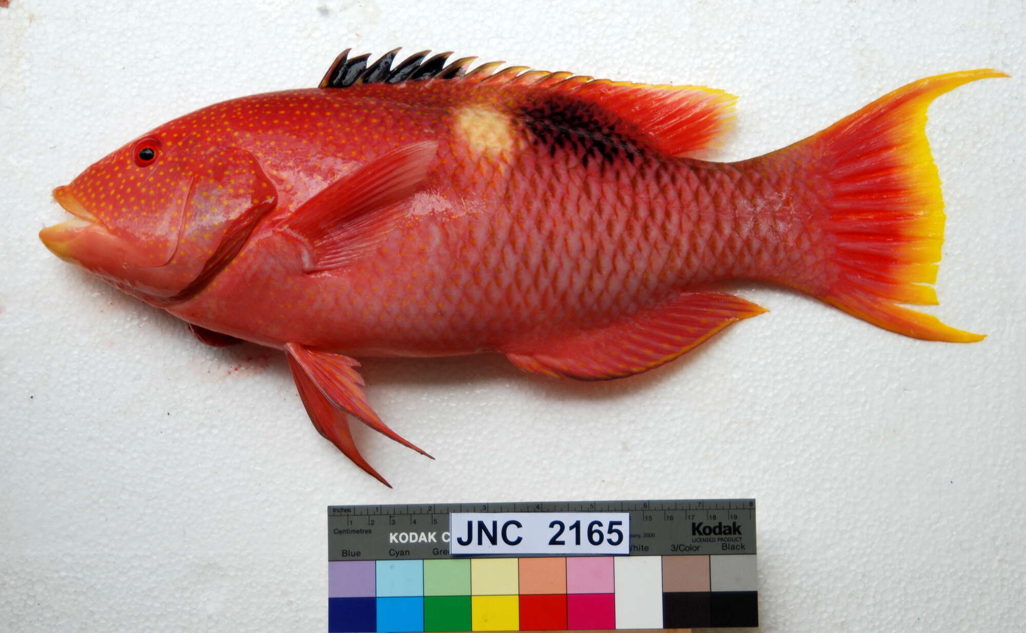 Image of Golden-spot hogfish