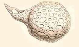 Image of Otosphaera Haeckel 1887
