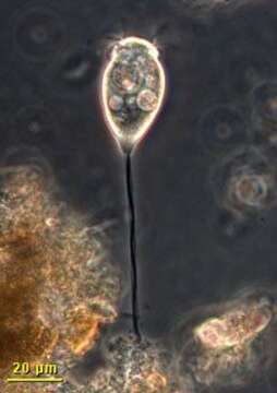 Image of Vorticella microstoma