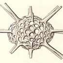 Image of Amphitholus acanthometra Haeckel 1887