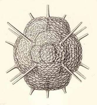 Image of Tholoma metallasson Haeckel 1887