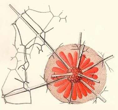 Image of Rhizoplegma Haeckel 1881