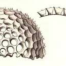 Image of Cenosphaera favosa Haeckel 1887