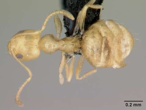 Image of Little yellow ant