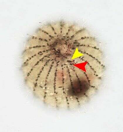 Image of Urotrichidae
