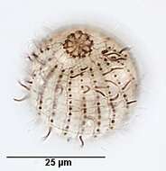 Image of Urotrichidae